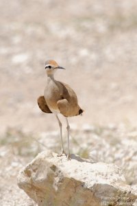 Somali Courser