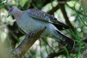 Speckled Pigeon