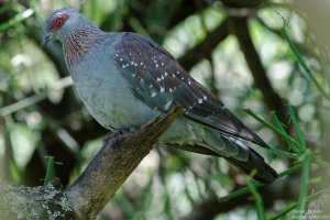Speckled Pigeon