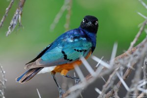 Superb Starling