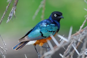 Superb Starling