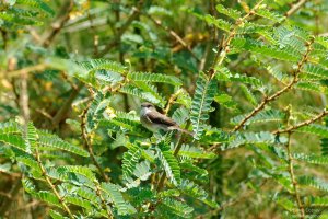 Swamp Flycatcher