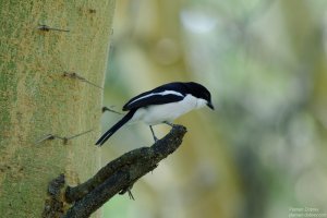 Tropical Boubou