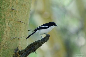 Tropical Boubou