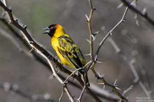 Village Weaver
