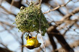 Village Weaver