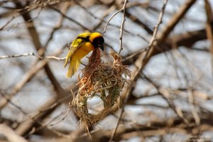 Village Weaver