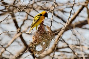 Village Weaver