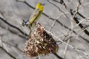 Village Weaver