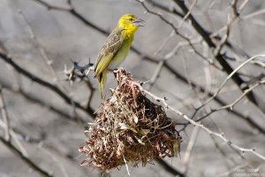 Village Weaver