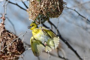 Village Weaver