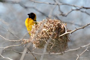 Village Weaver