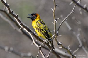 Village Weaver