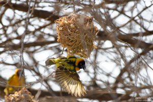 Village Weaver