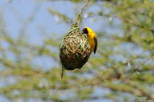 Vitelline Masked Weaver