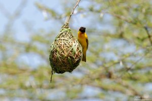 Vitelline Masked Weaver
