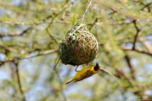 Vitelline Masked Weaver