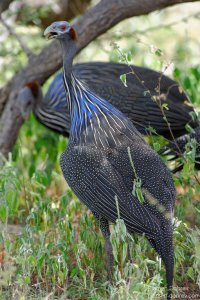 Vulturine Guineafowl