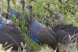 Vulturine Guineafowl