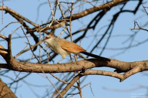White-Browed Coucal