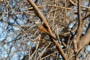 White-Browed Coucal