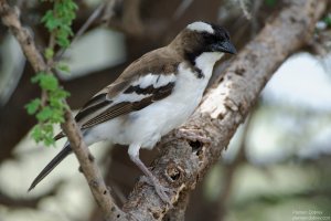 White-Browed Sparrow Weaver