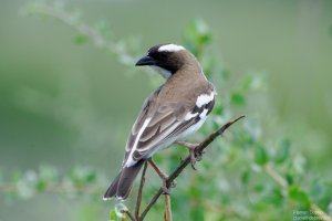 White-Browed Sparrow Weaver