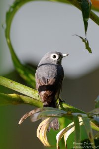 White-Eyed Slaty Flycatcher