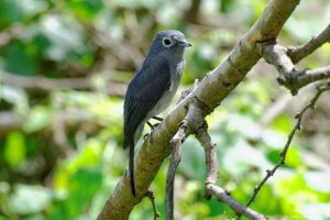 White-Eyed Slaty Flycatcher
