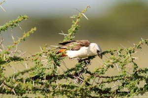 White-Headed Buffalo Weaver