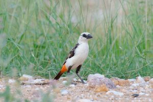 White-Headed Buffalo Weaver