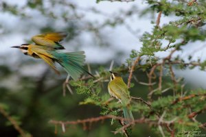 White-Throated Bee-Eater