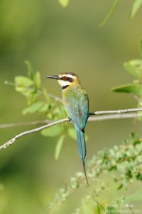 White-Throated Bee-Eater