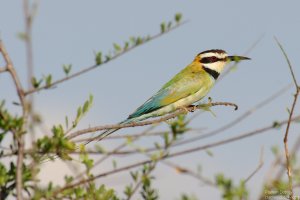 White-Throated Bee-Eater