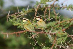 White-Throated Bee-Eater