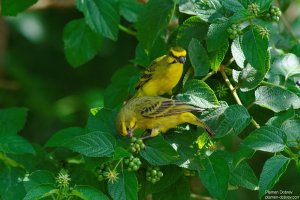 Yellow-Fronted Canary
