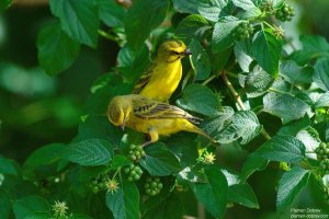 Yellow-Fronted Canary