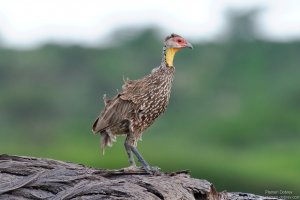 Yellow-Necked Spurfowl