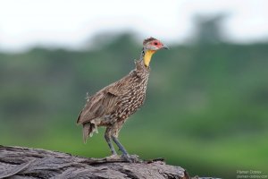 Yellow-Necked Spurfowl