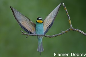 Bee-eater/Пчелояд