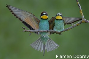 Bee-eater/Пчелояд
