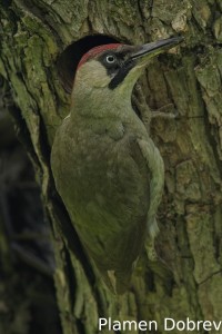 Green woodpecker/Зелен кълвач