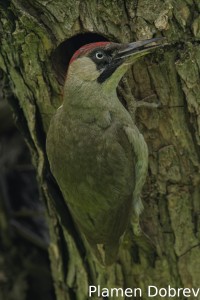 Green woodpecker/Зелен кълвач