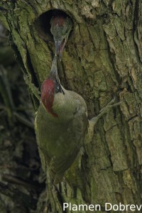 Green woodpecker/Зелен кълвач