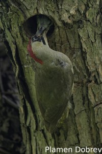 Green woodpecker/Зелен кълвач