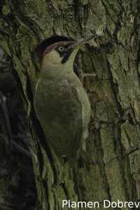 Green woodpecker/Зелен кълвач