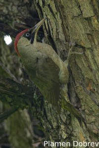 Green woodpecker/Зелен кълвач