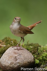 Nightingale/Славей
