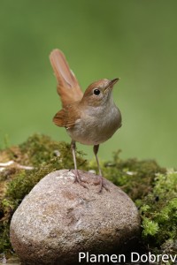 Nightingale/Славей