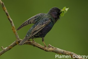 Starling/Скорец